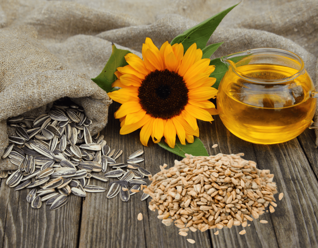 Mengenal Produk Bunga Matahari,  Dari Minyak Nabati Sampai Kuaci Kaya&nbsp;Nutrisi